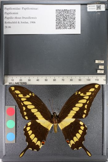 Media type: image;   Entomology 135419